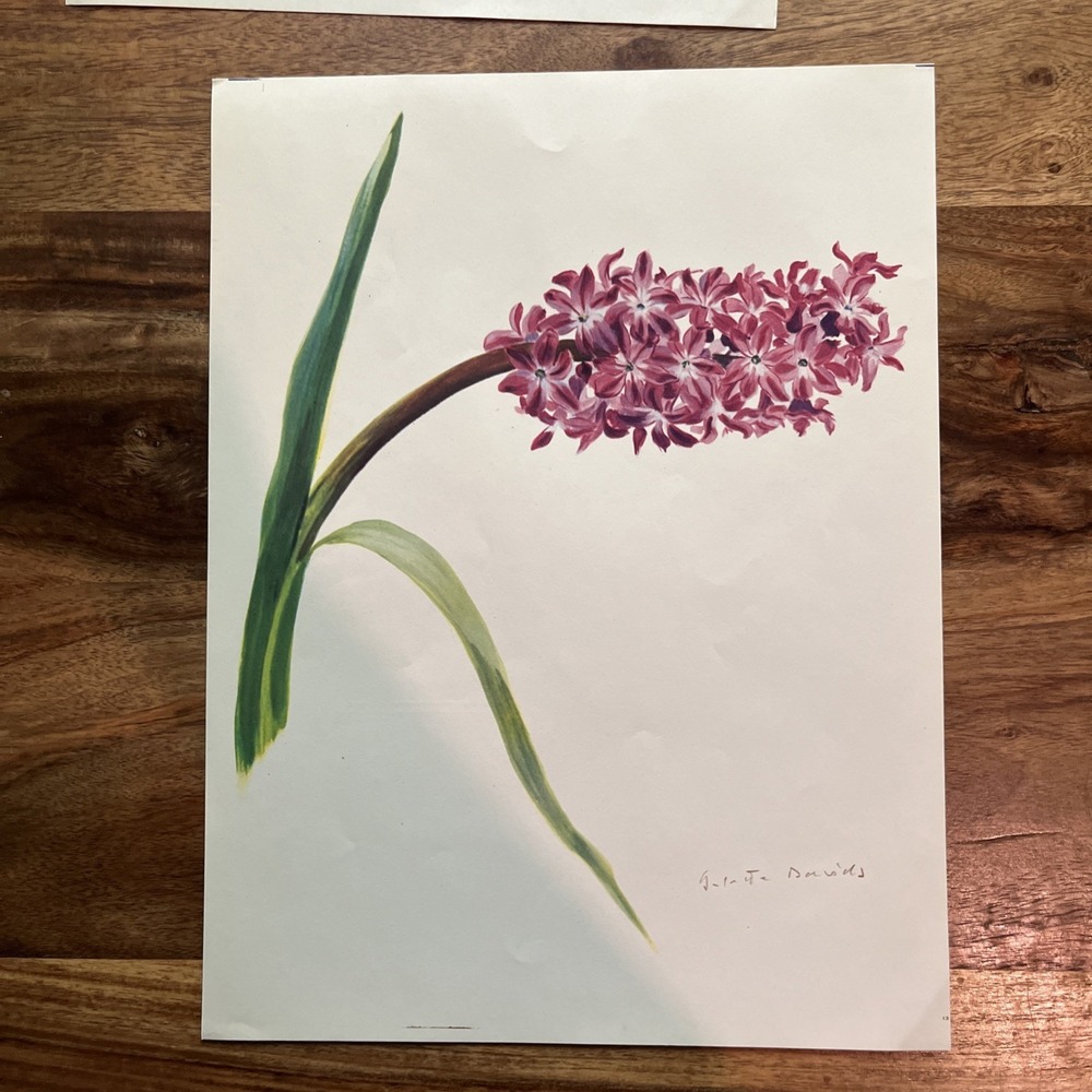 Vintage 1940s Arlette Davids Spring Flowers Mauve Queen Dutch Hyacinth Print #13